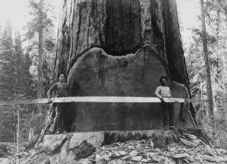 1910年，美国加州，抬着一把长锯的伐木工人