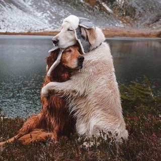 Animals status videos Funny😍😍😍 {Telugu+Hindi+Tamil} Telegram Group Link