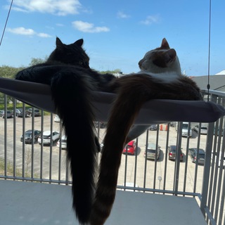 Claude Opus 4.5已上线https://api.burn.hair/