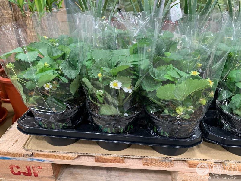 #Costco好市多2月新品通知草莓3入 #125997