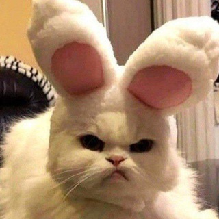 KELINCI NAKAL VIRAL 🥵😱 Telegram Group Link