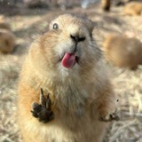 Marmmot