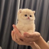 small ♡