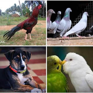 Pet sellers and buyers Telegram Group Link