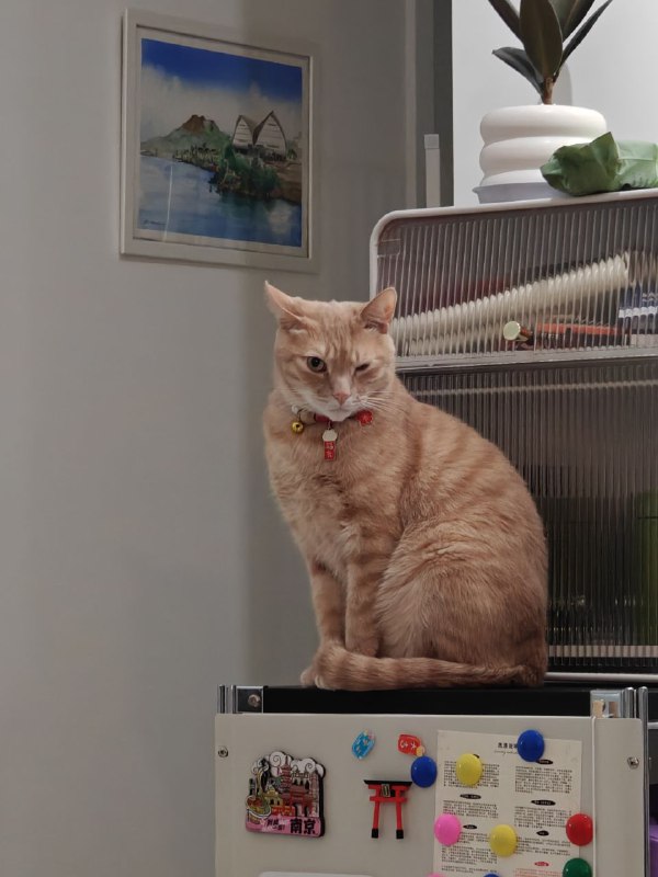 就说帅不帅吧😎#猫就说帅不帅吧😎#猫