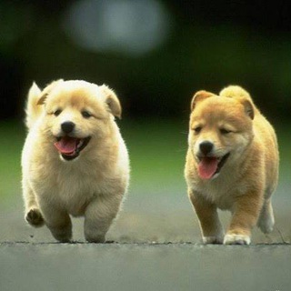 Bangalore Dogs and Puppies Sales Telegram Group Link
