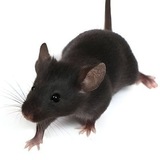 RAT | STEAL FROM THE CAT AND GIVE TO THE RAT