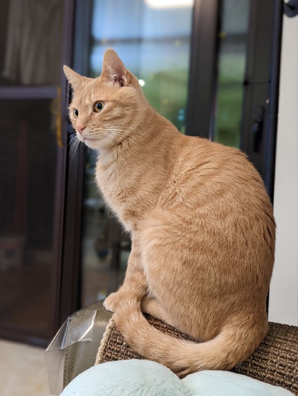 有时候还是很帅的！有时候而已…#上海疫情