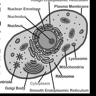 Bsc nursing 1St Year notes Telegram Group Link