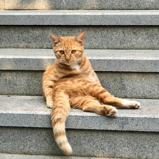 meow_portal