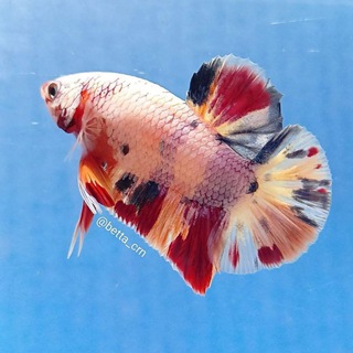 Telegram: Contact @CRN_OFFICIAL Telegram Group Link