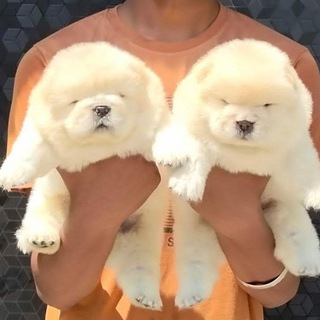 Dogs sale purchase group Telegram Group Link