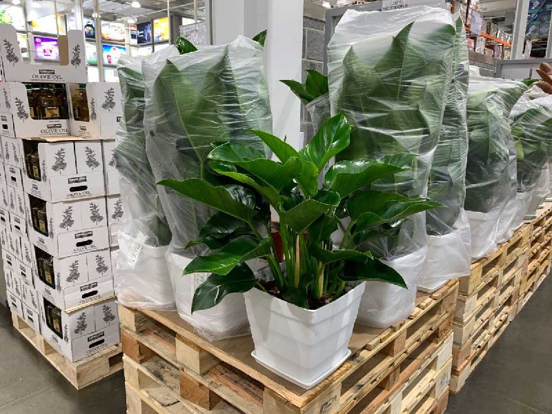#Costco好市多10月新品通知綠鑽蔓綠絨 #128373