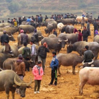 Mua Bán Trâu Cày / Máy Đào / Linh Kiện