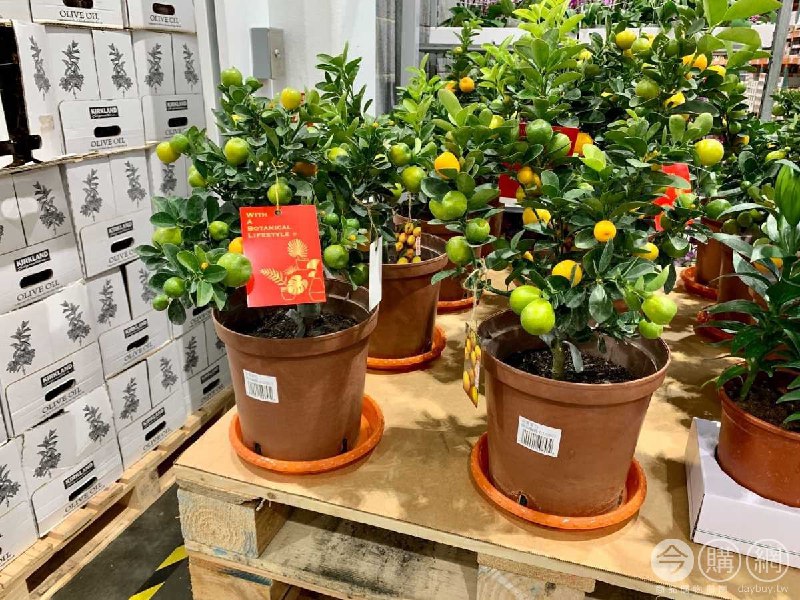 #Costco好市多01月新品通知金蛋蜜桔 #129857