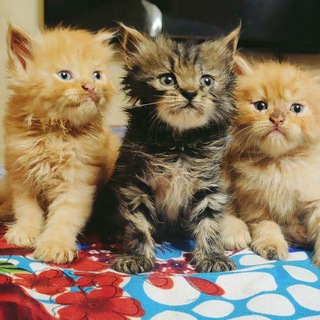 ALL KERALA CAT LOVERS Telegram Group Link