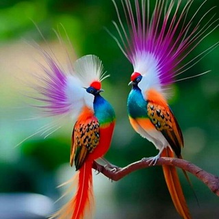 💐LAKSHYA Current Affairs📚🏹 Telegram Group Link