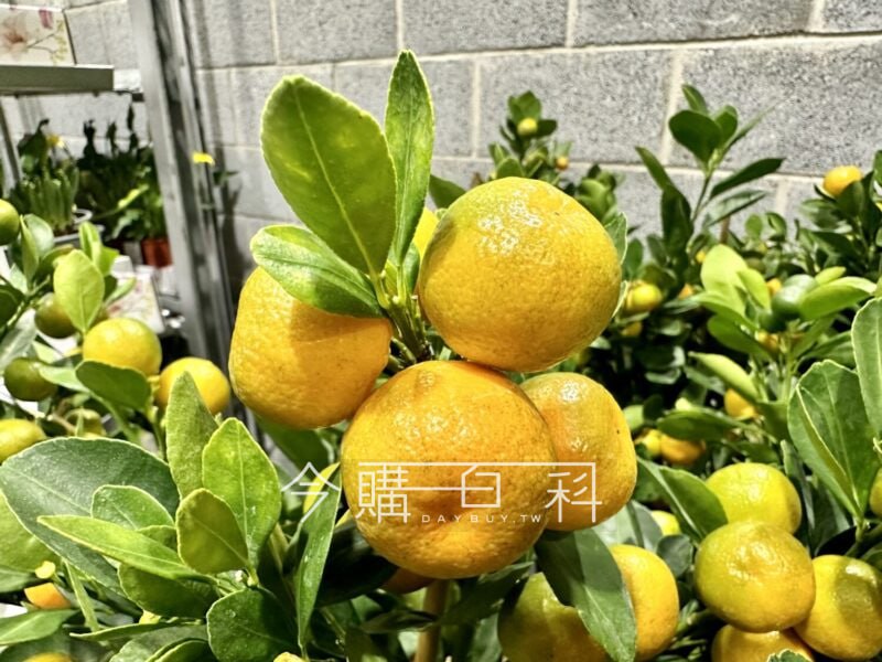 新品情報連結 