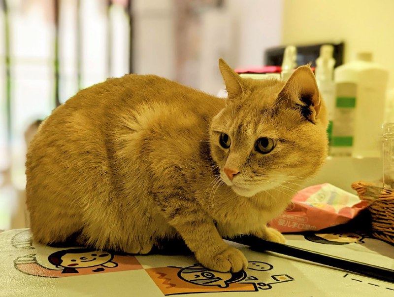 你们吃早餐吧，我就旁边看看