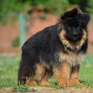 Dogsbreedofficial ✅ Telegram Group Link