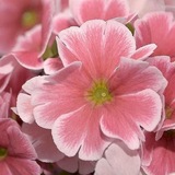 Primrose.