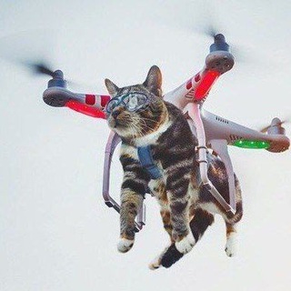 Cats | Pics | Videos Telegram Group Link