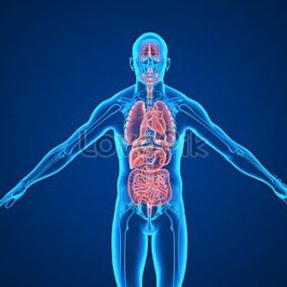 Anatomy (bsc nursing) Telegram Group Link