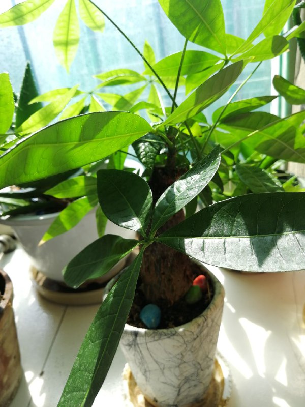 GPT-5.3-Codex：目前最强大的代理式编程模型 (GPT-5.3-Codex) #