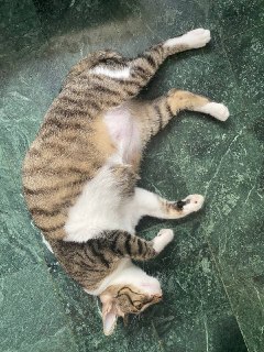 via ❄魔法少女白猫...