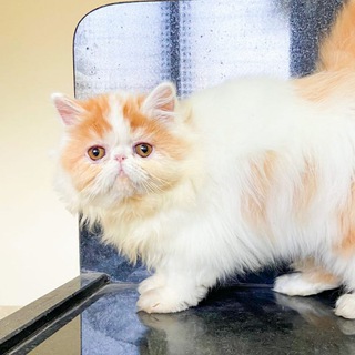 Cats & Kittens Telegram Group Link