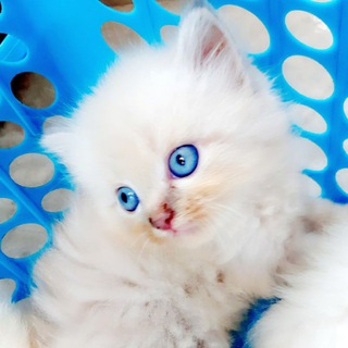 Persian Cats India😻😽😸 Telegram Group Link