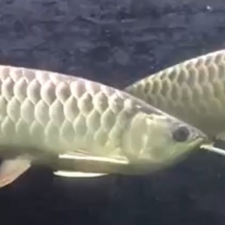 Arowana Fanatics