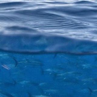 傅先生的自由短读 Telegram Group Link