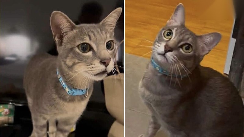 东南亚华人大事件：台湾游客爱猫遭狗咬死又遇诈骗集团 泰国清迈一名台湾女游客发布寻猫启事配图