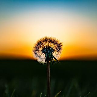 夜空克拉克࿐ Angeles࿐ Telegram Group Link