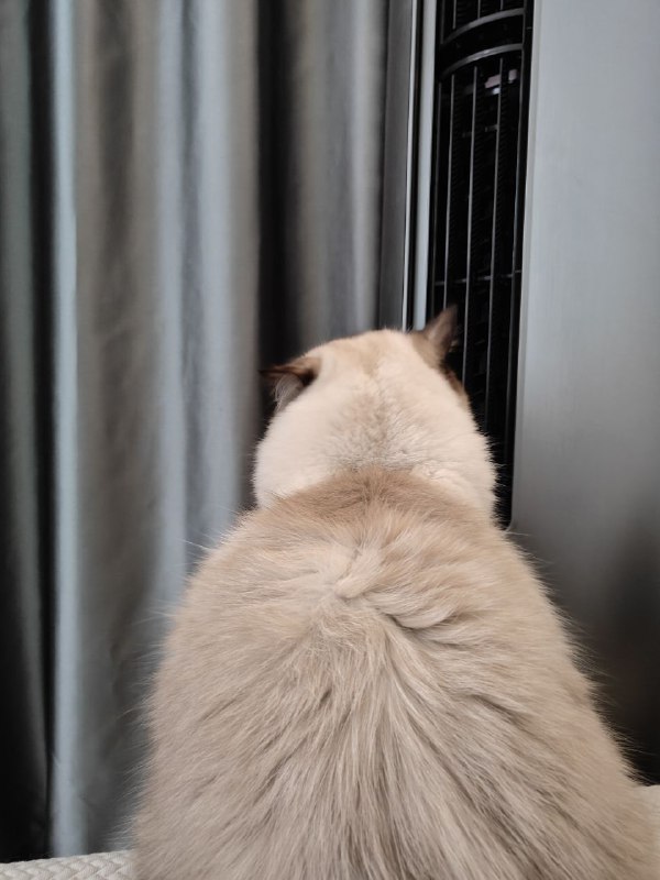 吹空调的猫