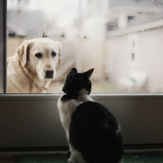 Kerala fish,dogs,cats,birds,lovers 🐠🐶🐱🦜 Telegram Group Link