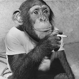 🐵유인원 홍보방🐒
