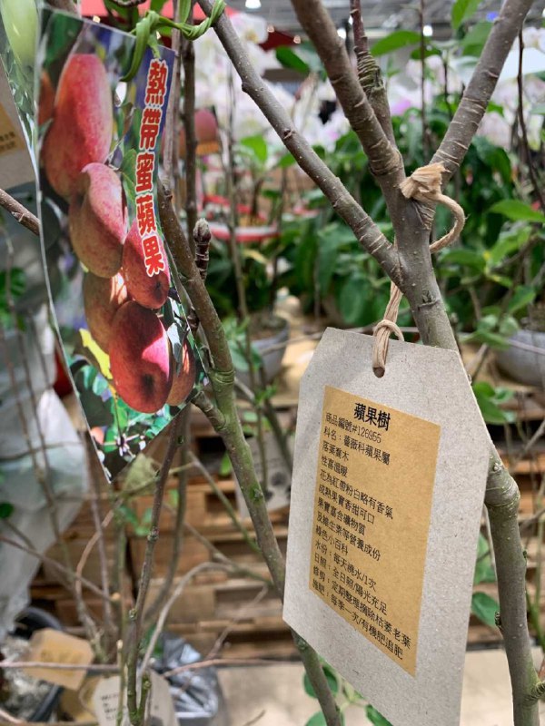 #Costco好市多3月新品通知熱帶蘋果樹 #126955