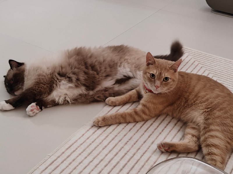 #新冠病毒 #免疫系统😿阳过以后，明显的身体免疫系统不如以前了！最直观的感觉是，这2周，外界天气稍微有变化，身体就会有不适感觉，比如扁桃腺发炎等