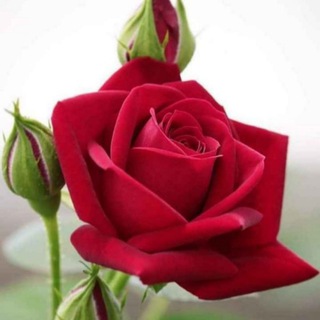 Malayalam mixed filimes Telegram Group Link