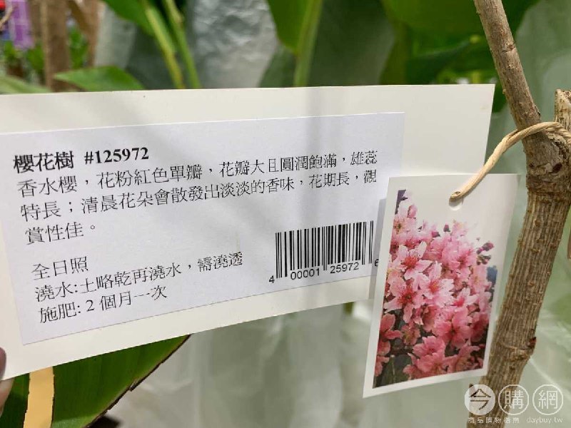 櫻花樹 #125972
