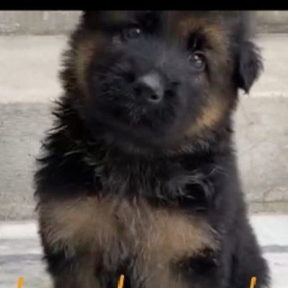 Dog sale in india Telegram Group Link