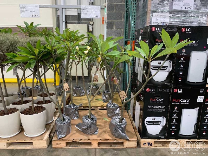 #Costco好市多7月新品通知8吋雞蛋花 #127508