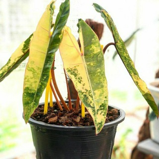 Aroid Variegata Indonesia