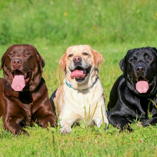 Dog for sale in our U.P🦮🦮🦮 Telegram Group Link
