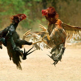 Cộng Đồng Gà Chọi 🇻🇳🇰🇭🇱🇦 Việt Nam