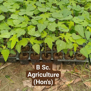 Agriculture Supervisor ICAR AFO CUET JET B.Sc Exam कृषि विज्ञान Telegram Group Link