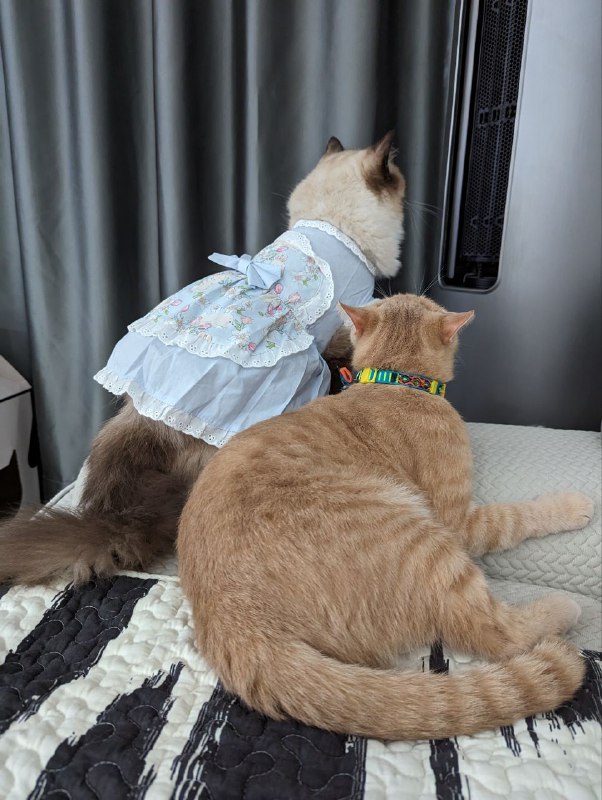 #吹空调