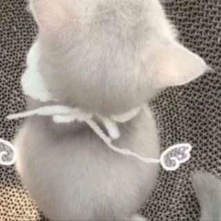 小猫联合保护协会